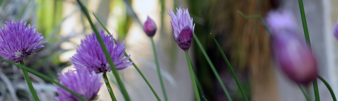 paarse bloemen